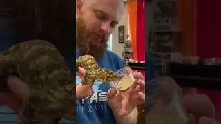 Hand Feeding The Worlds Largest Gecko #giantgecko #leachie #newcaladonian #fealysclutch #gecko