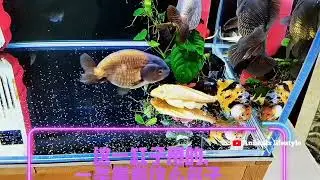 Ranchu Goldfish 🐠🐟goldfish🙂Beautiful Ranchu 😳😳#Goldfish 🐠🐠