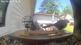 April 8-28, 2025 Birdfy Highlights