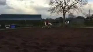 Jump Schooling Chevy - Skewbald Irish Sports Horse