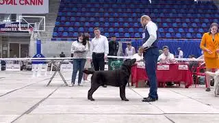 IDS CACIB Magnitogorsk, Male, Champ.cl.