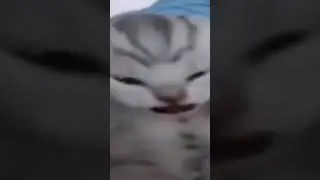 орущие мемы #memes #fire