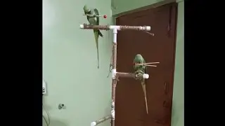 DIY : Parrot Stand made at home using PVC pipes