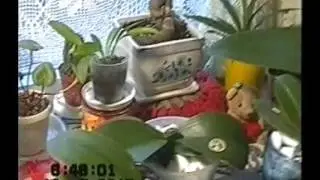 ПОЛИВ ОРХИДЕЙ В ПЕНОПЛАСТЕ, ПОЧЕМУ КОРНИ ВЫЛЕЗАЮТ ИЗ ГОРШКА.