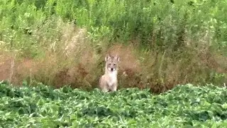Coyote Hunting - Flinging lead during phone calls