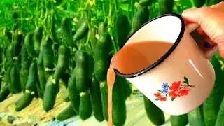 I watered the cucumbers with this and overnight 50 buckets of cucumbers grew, you will collect the s