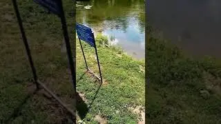 Зверь к нам пришел, кто знает, кто это? Уфа ДОК Инорс на Теплом озере.