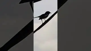 Most beautiful birdsong calls and sounds | birdsong call sounds #beautifulbirdsong