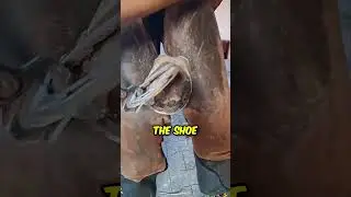 Poor Horse Asks For Help 😢