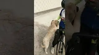 милая собачка 🐕 на Чарваке