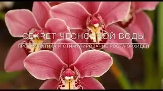 🌸 The Secret of Garlic Water. Prevention and Stimulation of Orchid Blooming 🌸