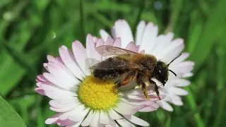 Buffish Mining Bee, Andrena nigroaenea on Rathlin Island