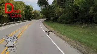 Hawk fly's and gets bumped by truck in 8K
