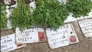 По чем рассада на рынке в 2023г.? Оптовый рынок г. Бендеры, ПМР. Курс доллара - 16.50 руб.