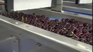 GreenBlow - Cherry Drying