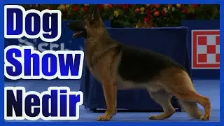 DOG SHOW VE IRK STANDATLARI NE DEMEK #almankurdu