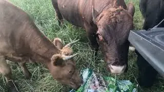 8/23/23 Dexter cattle update