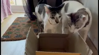 My cats can't resist getting into a box they first see.