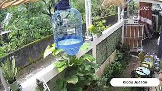 MENDENGARKAN KICAU BURUNG BLACKTHROAT BOSWANA INI BISA MEMBUAT PIKIRAN MENJAUH DARI BERITA BURUK