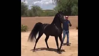 حالات واتس 2021 حالات واتس خيل عربي اصيل حصان اسود