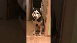 ЭТИ ЖИВОТНЫЕ НАУЧИЛИСЬ РАЗГОВАРИВАТЬ❗❗