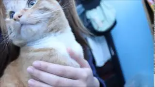 Cute lazy kitty- 可爱小猫咪