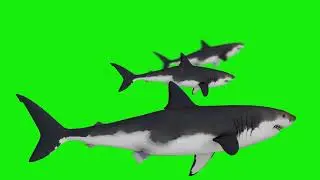Shark  Green Screen Free HD Videos Clips