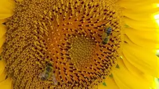 Ladik /SAMSUN  balı yükleniyor 22.07.2024 #bee#anaarı #bee ##honey