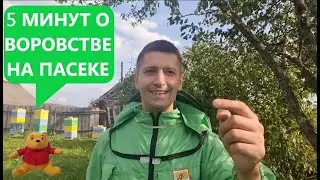 3 СОВЕТА ОТ ВОРОВСТВА  НА ПАСЕКЕ 🔐🐝 | Что происходит с пчёлами во время последней откачки мёда