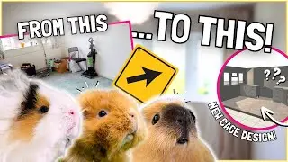 Renovating a WHOLE ROOM for the Guinea Pigs!