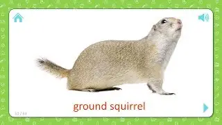 Ground Squirrel - Wild Animals - Flashcards for Kids