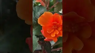 Красивая бегония 🍀🌸 / Beautiful begonia 🍀🌸