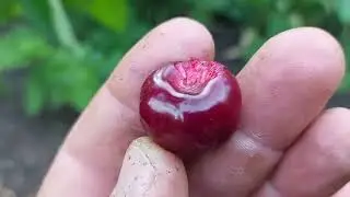 Черешня Рита