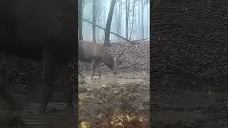 Jelen v dazdi,Slovakia 