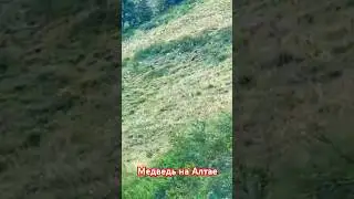 #медведь в Республике #алтай. При подъёме на Карагемский прорыв увидели медведя