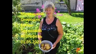 Маленький Огородик Елены Тереховой - Картофель 11.05.2023