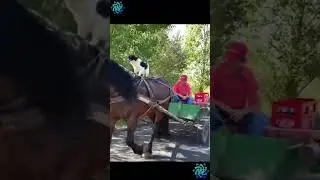 Собака погоняка 