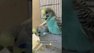 Птенец орет 🤣