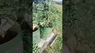 томаты в баках,  замечательный результат