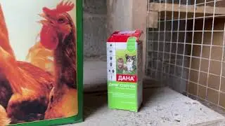 Минеральные добавки для голубей. Краснодарские борные бокатые голуби. 🤍🕊️