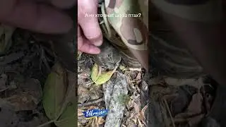 Птах прилетів до воїна. Хто знає, що це за птах? 