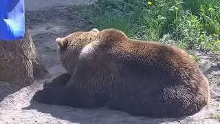 Отдыхает у дерева где колесо и канистра 3