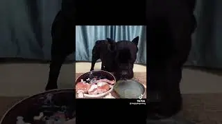 Вот как надо любить своего питомца