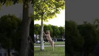 Невероятно милые Прайтер Захар и Доберман Зора ♥️