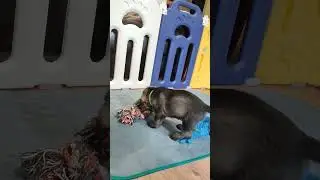 Миттельшнауцер, кобель зеленая лента, можно спросить
