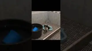 kucingnya pinter dah #shorts #komedi #viral #ngakak #sekilaskomedi