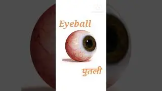 body parts name| शरीर के अंगों के नाम| parts of body name with pictures part-1 