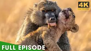 Battles for Survival (FULL EPISODE) | Lion's Revenge | Nature Animal Documentary