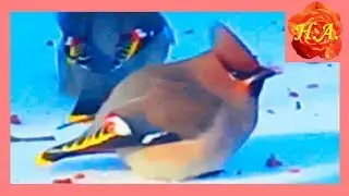 Свиристели прилетели в марте Наблюдение Интересные факты🐦