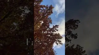 Fall #fall #autumn #herfst #thenetherlands #amsterdam #travel #ukraine #europe #falling #yellow